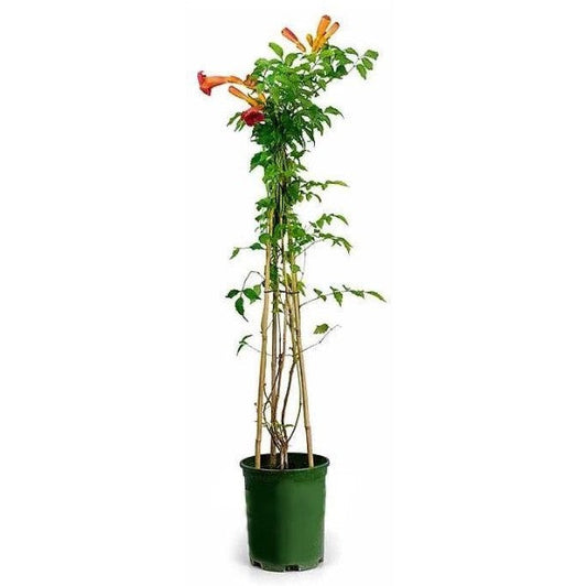 Campsis Radicans, Trumpet Vine – image 1