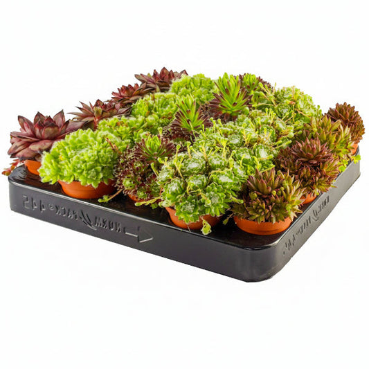 Hens & Chicks, Sempervivum, Houseleeks Mixed – image 1
