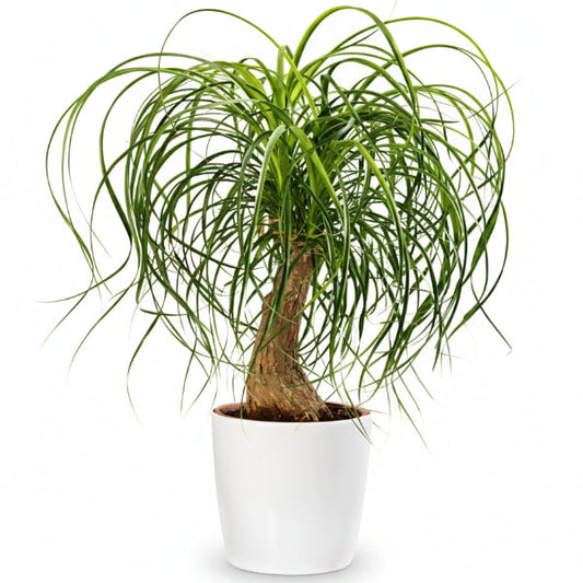 Elephant’s Foot, Beaucarnea Recurvata, Ponytail Palm – image 2