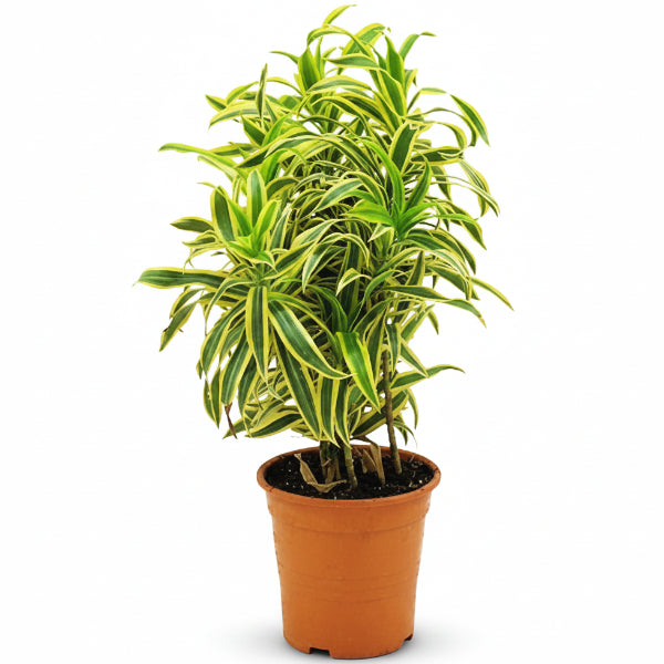 Dracaena Reflexa, Song of India, Pleomele – image 2