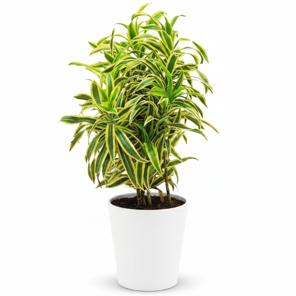 Dracaena Reflexa, Song of India, Pleomele – image 8