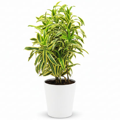 Dracaena Reflexa, Song of India, Pleomele – image 8