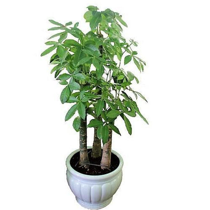 Pachira aquatica, Money Tree, Triple Trunk – image 7
