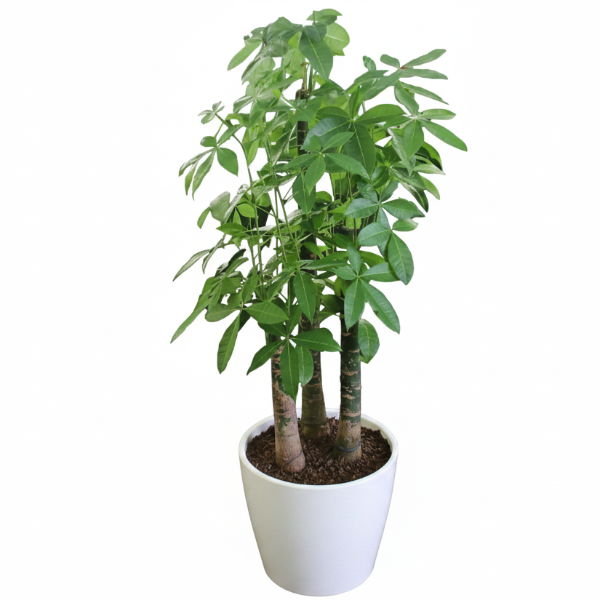 Pachira aquatica, Money Tree, Triple Trunk – image 2