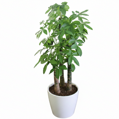 Pachira aquatica, Money Tree, Triple Trunk – image 2