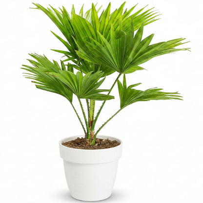 Livistona Palm, Footstool Palm, Table Palm, Fan Palm – image 3
