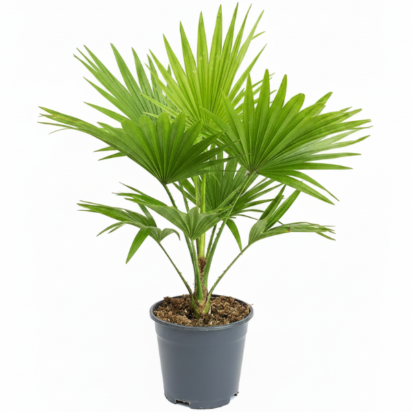 Livistona Palm, Footstool Palm, Table Palm, Fan Palm – image 1