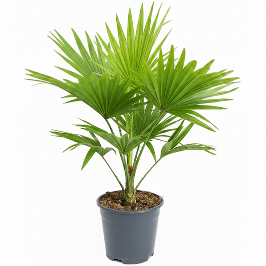 Livistona Palm, Footstool Palm, Table Palm, Fan Palm – image 1