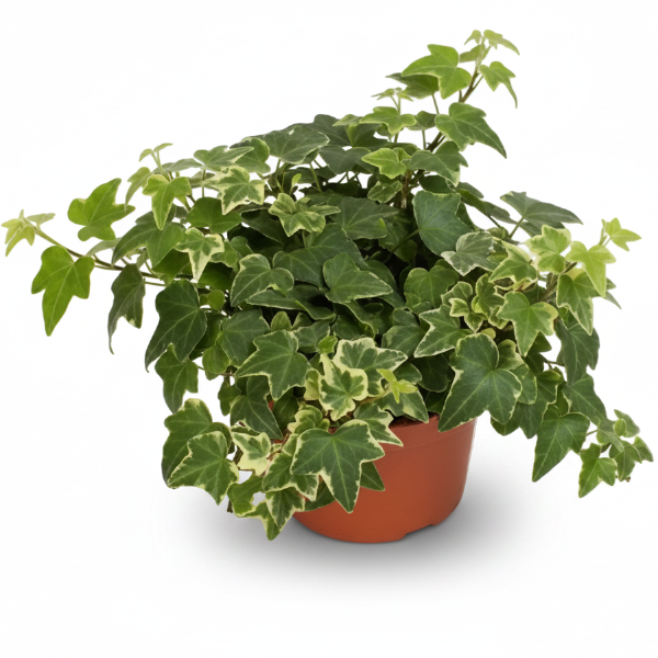 Hedera helix or English Ivy (Mixed Per Plant) – image 3