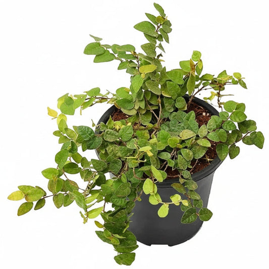 Climbing Fig, Ficus Pumila – image 1