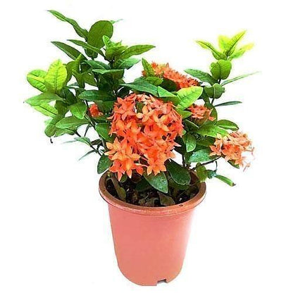 Ixora Different colours – image 3