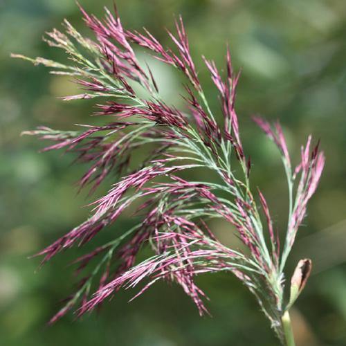 Phragmites Australis, Common Reed – image 4