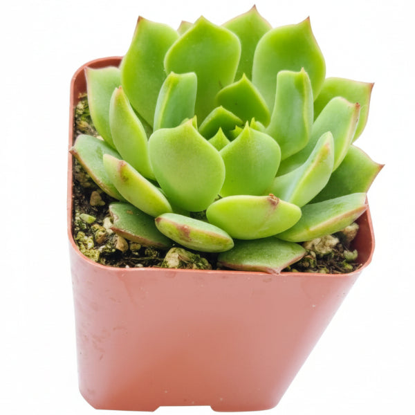 Echeveria succulent – image 1