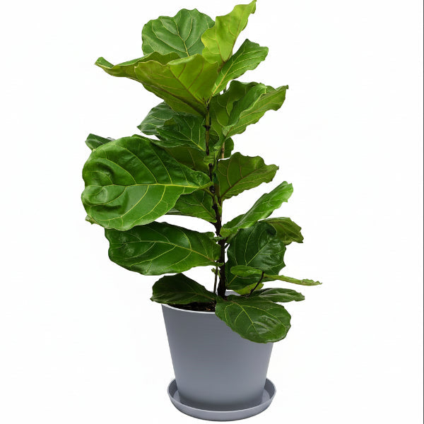 Ficus Lyrata - Fiddle Leaf Fig – Green Plants