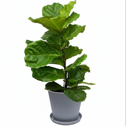 Ficus Lyrata - Fiddle Leaf Fig – Green Plants