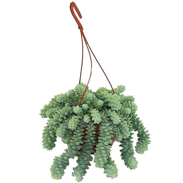 Sedum burrito , Burrows Tail Plant – image 2