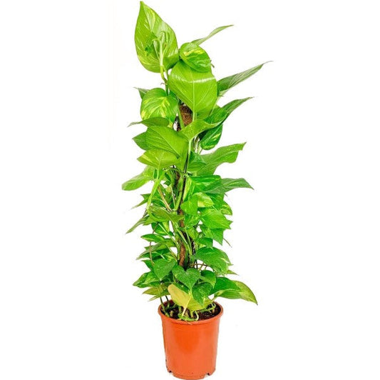 Money Plant, Epipremnum Aureum Mosstok (Big) – image 1