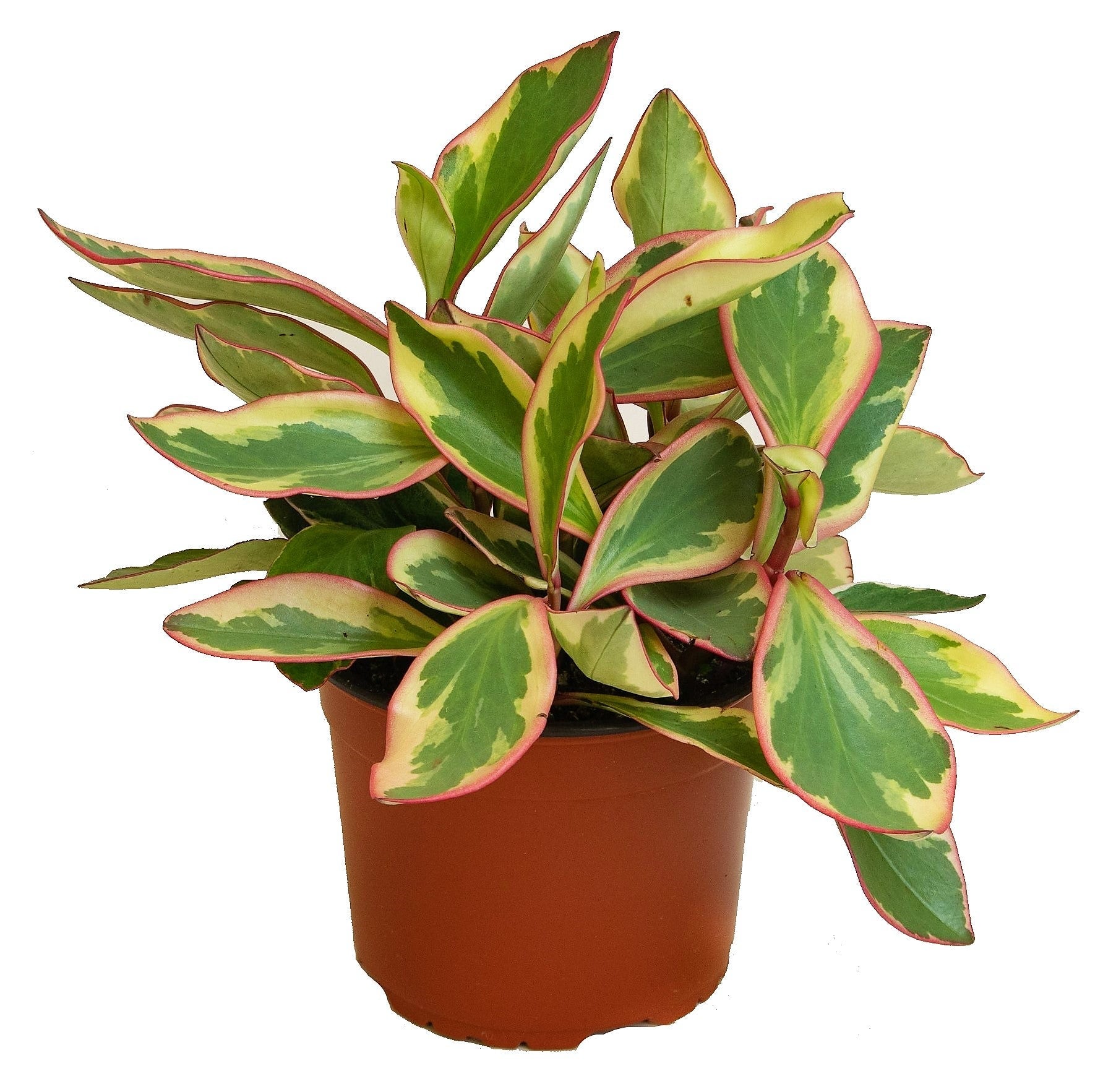 Peperomia Ginny or Tricolor Peperomia – image 1