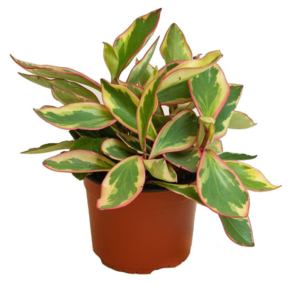 Peperomia Ginny or Tricolor Peperomia – image 1