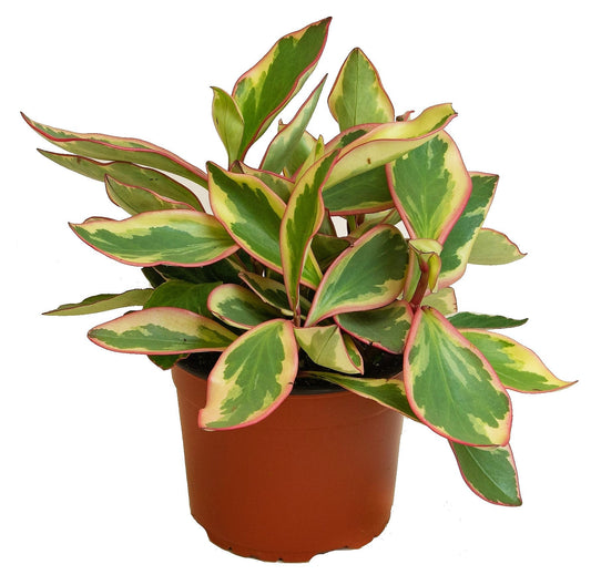 Peperomia Ginny or Tricolor Peperomia – image 1