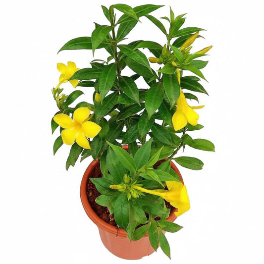 Allamanda Cathartica, Golden Trumpet – image 1