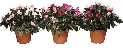 Azaleas, Rhododendron Simsii – image 5