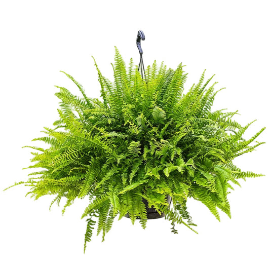 Nephrolepis exaltata, Green Lady, Boston Fern or Sword Fern – image 1