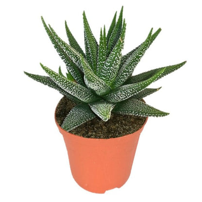 Zebra Cactus, Haworthia Fasciata Concolor 10 - 15cm – image 4