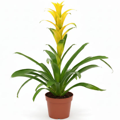 Guzmania Red Yellow Orange Plants, Scarlet Star – image 2