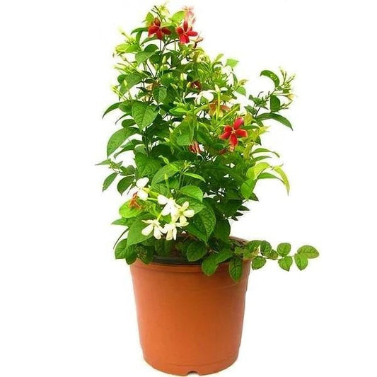 Rangoon Creeper , Quisqualis Indica, Red Jasmine – image 1