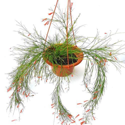 Russelia Equisetiformis, Coral Plant, Firecracker Plant – image 2