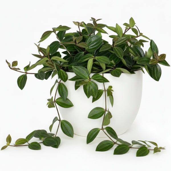 Green Leaf Peperomia , Peperomia Angulate – image 3