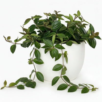 Green Leaf Peperomia , Peperomia Angulate – image 3