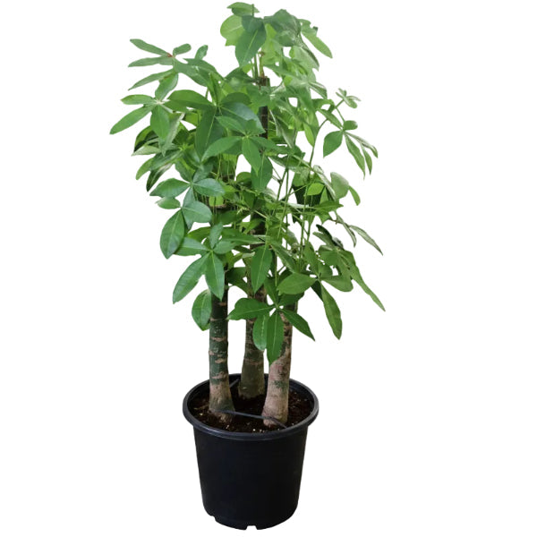 Pachira aquatica, Money Tree, Triple Trunk – image 1