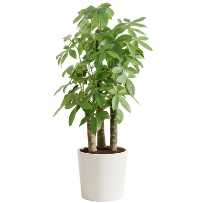 Pachira aquatica, Money Tree, Triple Trunk – image 3