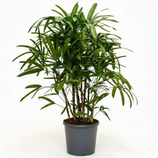Lady Palm, Rhapis Excelsa,  Miniature Fan Palm – image 1