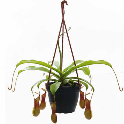 Monkey Jar , Nepenthes – image 6