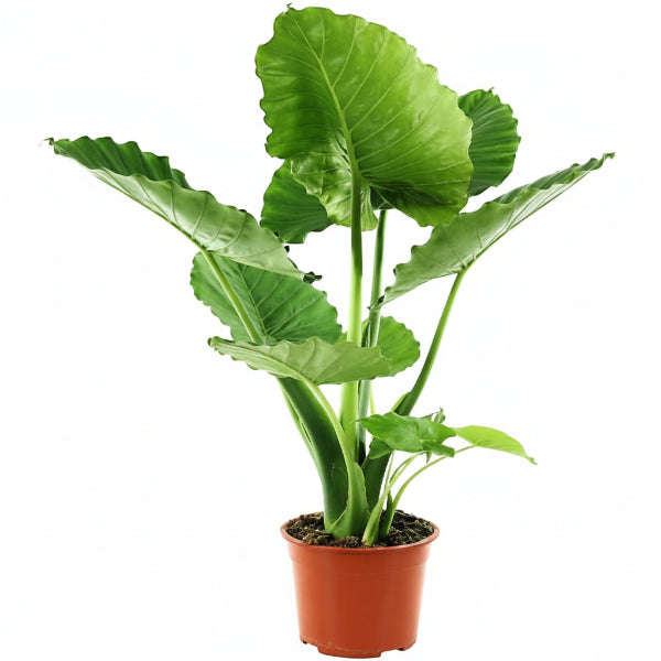 Alocasia Gageana, Elephant Ear, Alocasia California – image 1