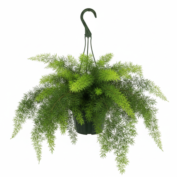 Asparagus Hanging – image 1