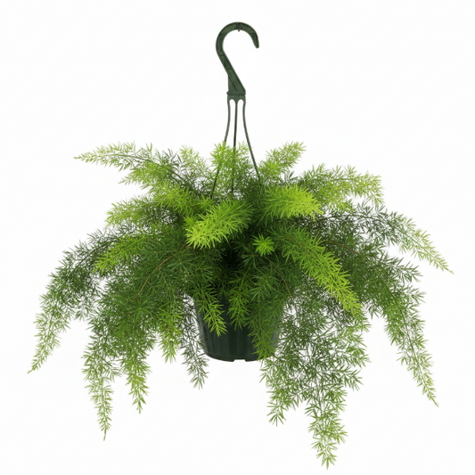 Asparagus Hanging – image 1