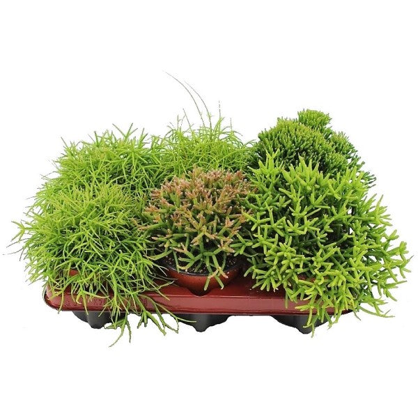 Rhipsalis – image 1