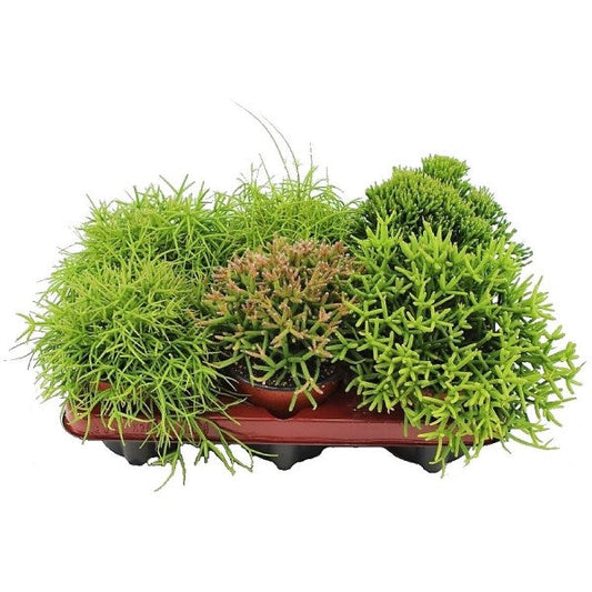 Rhipsalis – image 1