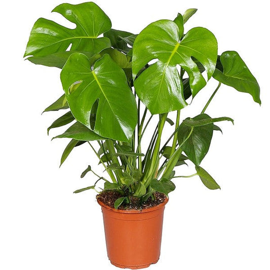 Swiss Cheese Plant, Monstera Deliciosa , The Hurricane – image 1
