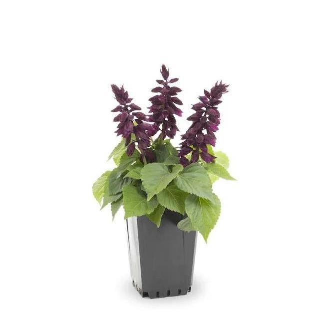 Sage of the diviners, Salvia divinorum (small) – image 3