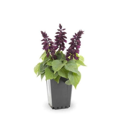 Sage of the diviners, Salvia divinorum (small) – image 3