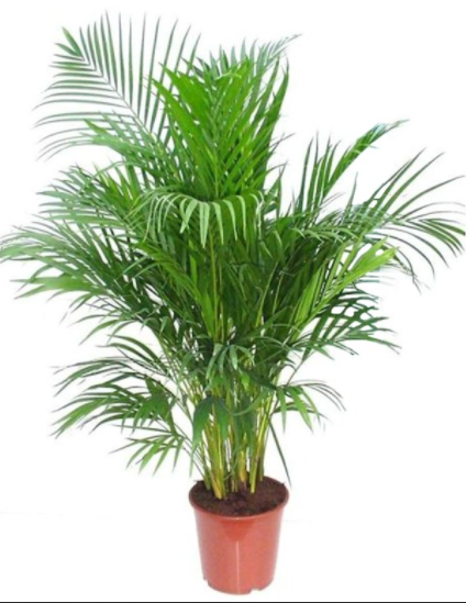 Areca Palm, Chrysalidocarpus lutescens (Indoor) – image 4
