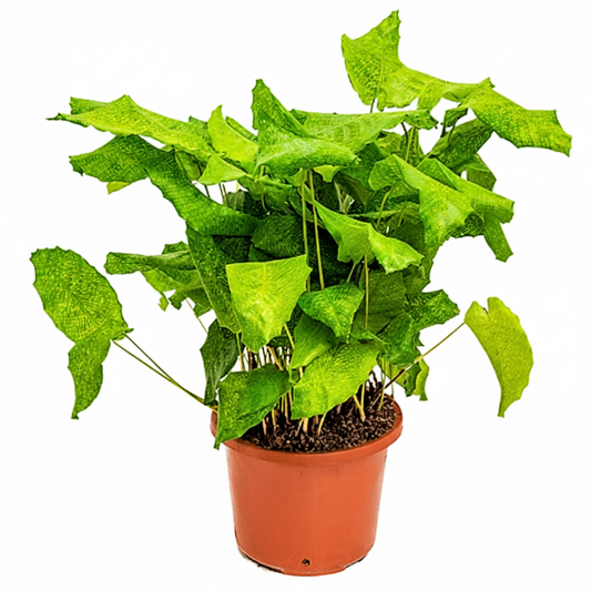 Calathea Mosaica, Network – image 1