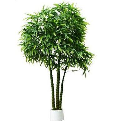 Bambusa Ventricosa, Buddha Belly Bamboo – image 6