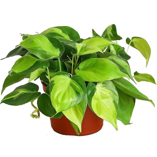 Philodendron Brasil, Heartleaf Philodendron – image 1