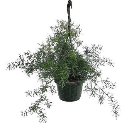 Asparagus Hanging – image 2
